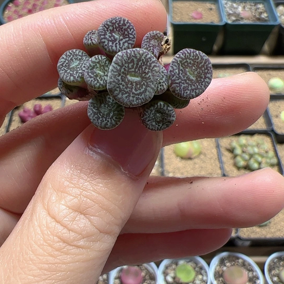 【闪购商品】202 开播福利