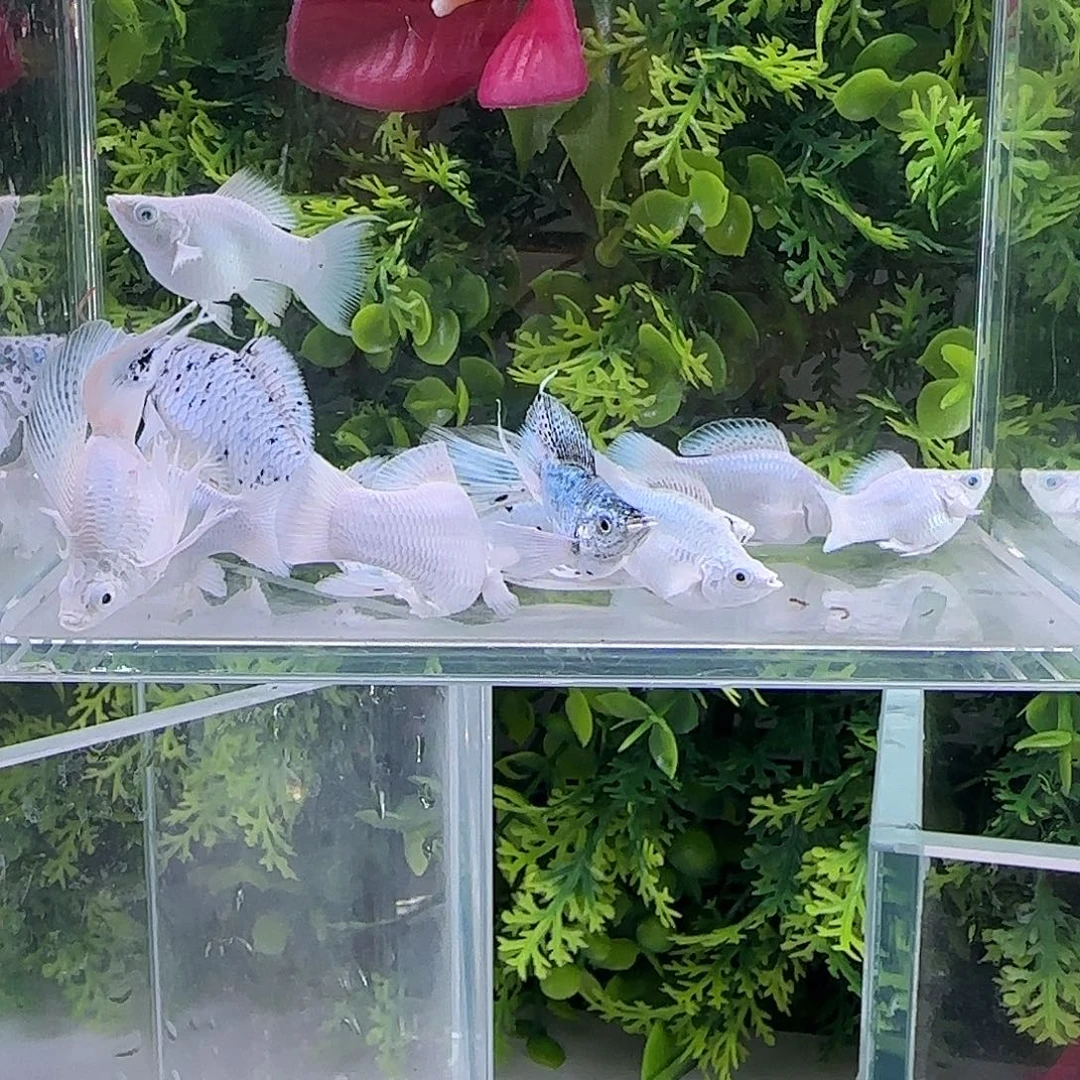 孔雀鱼练手8条剩下送