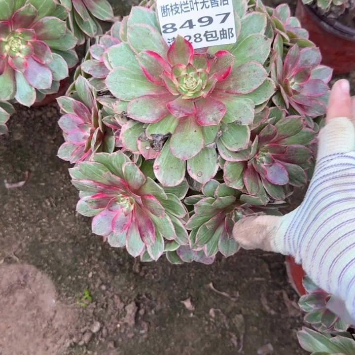 8497二号棚莲花座A