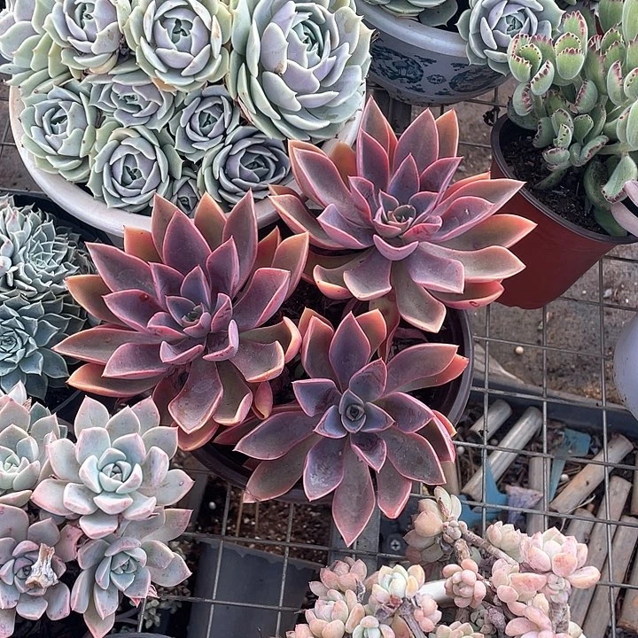 琼斯多肉植物群生