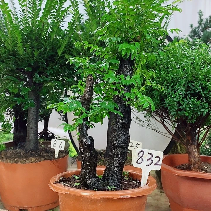 完全开放小叶紫檀