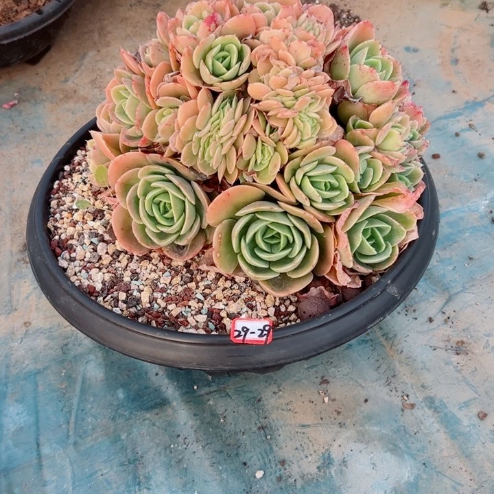 朵*精品多肉植物老桩