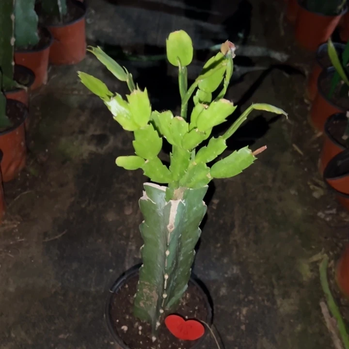 当前无花栽培后可以开花雅丝48
