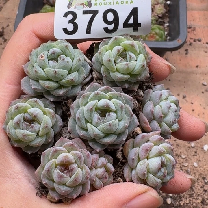 当前无花朵，栽培后可花朵多肉植物多肉植物