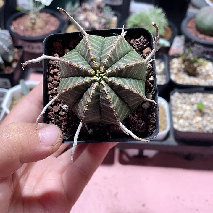 浥***尘637实生法丽达仙人球