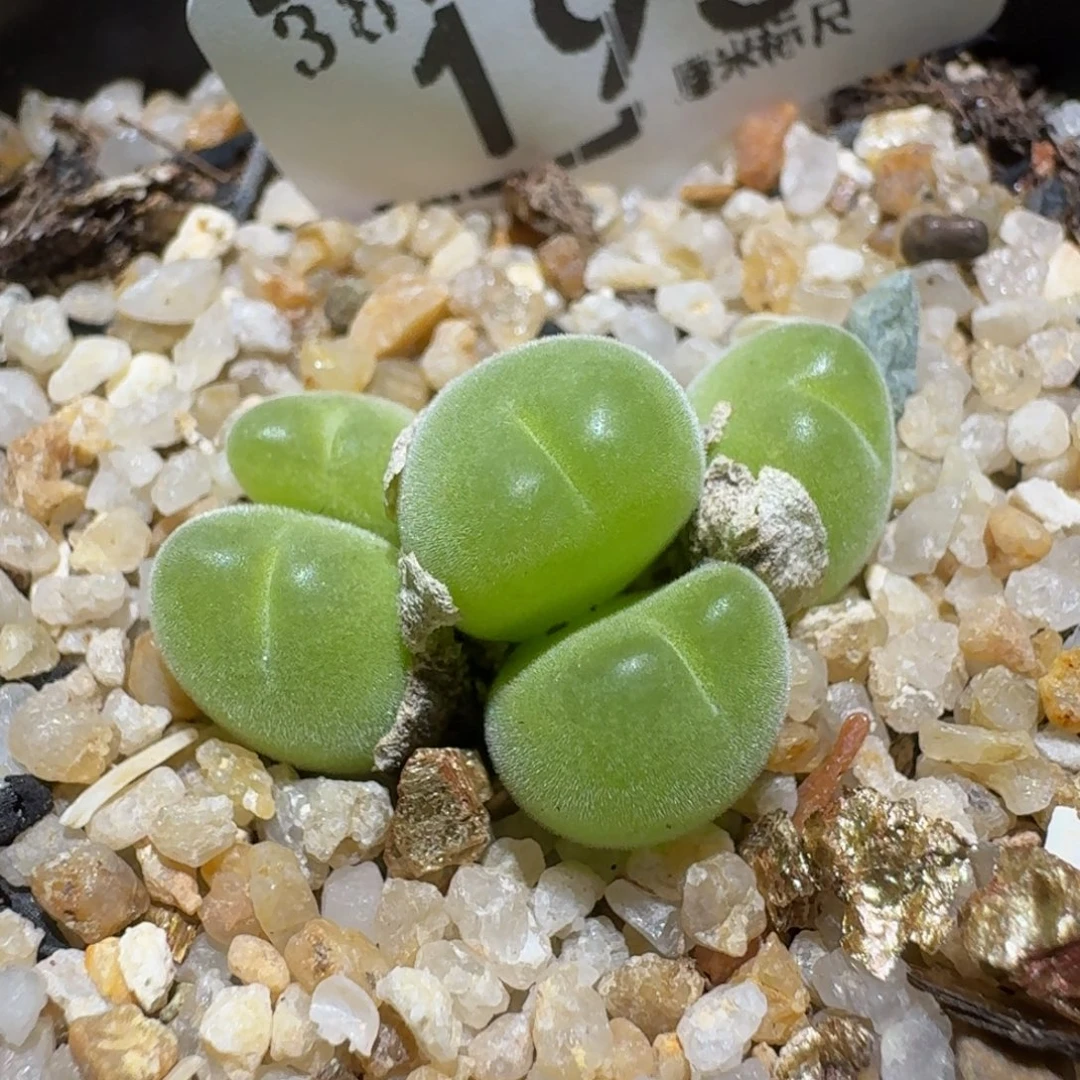 zzzzz生石花肉锥196