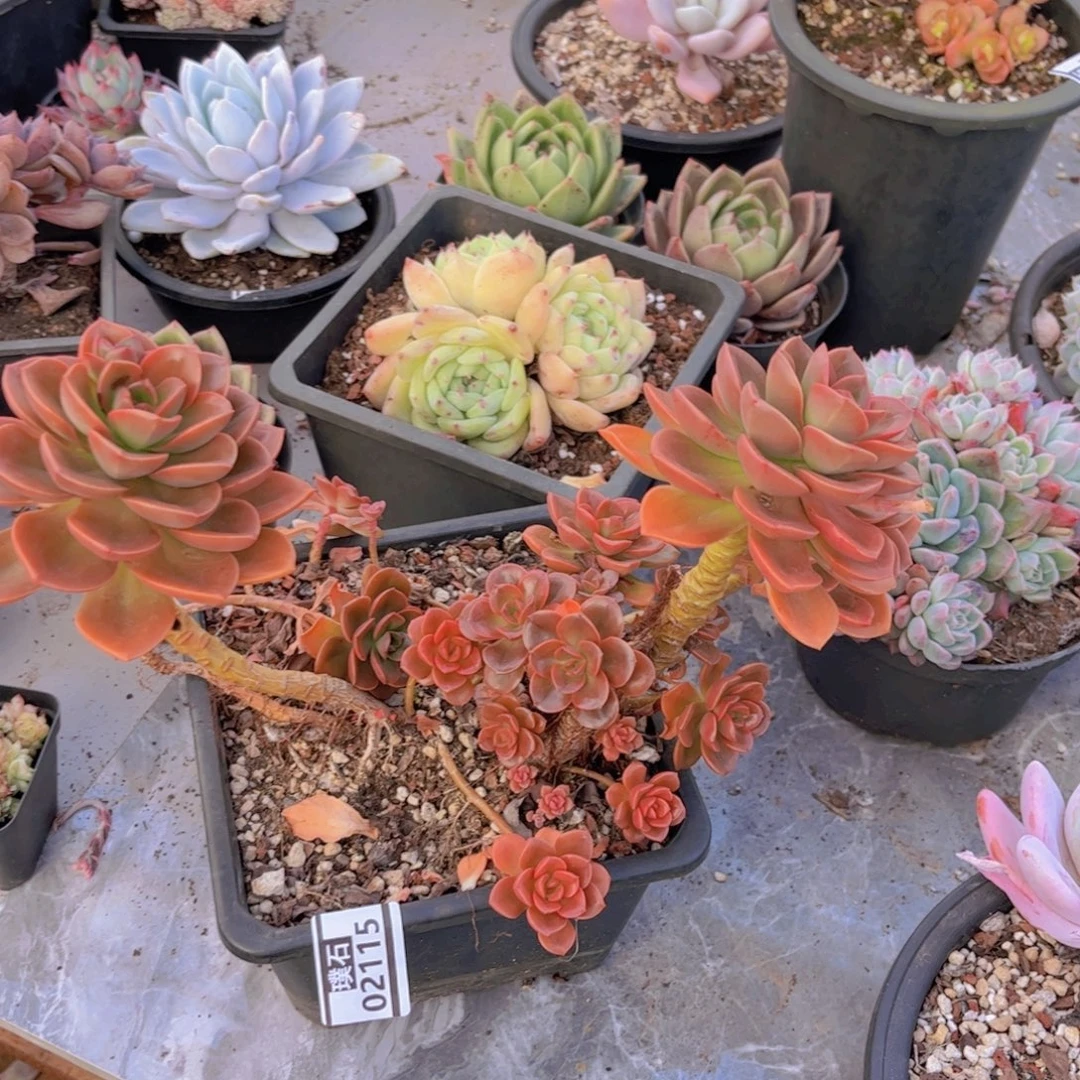 巧克力方砖02115多肉植物