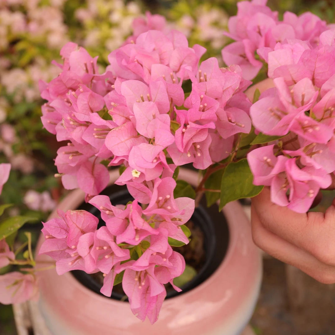 三角梅一物一拍 专属链接活动