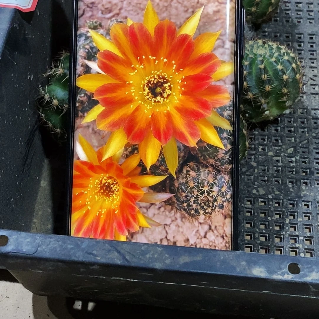 丽 奶昔侧芽歪20包邮/4公分