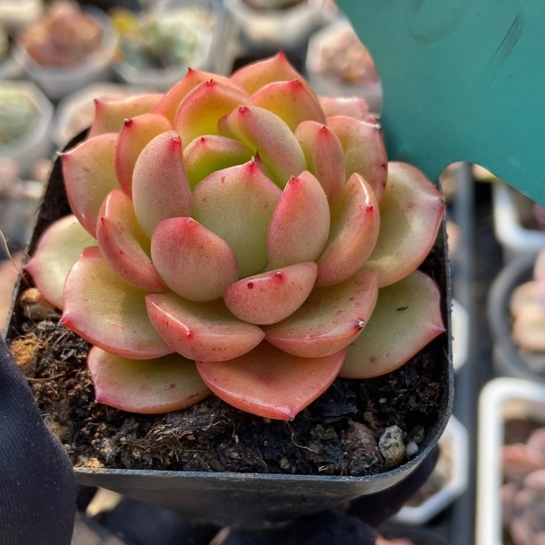 807杂交多肉植物保护