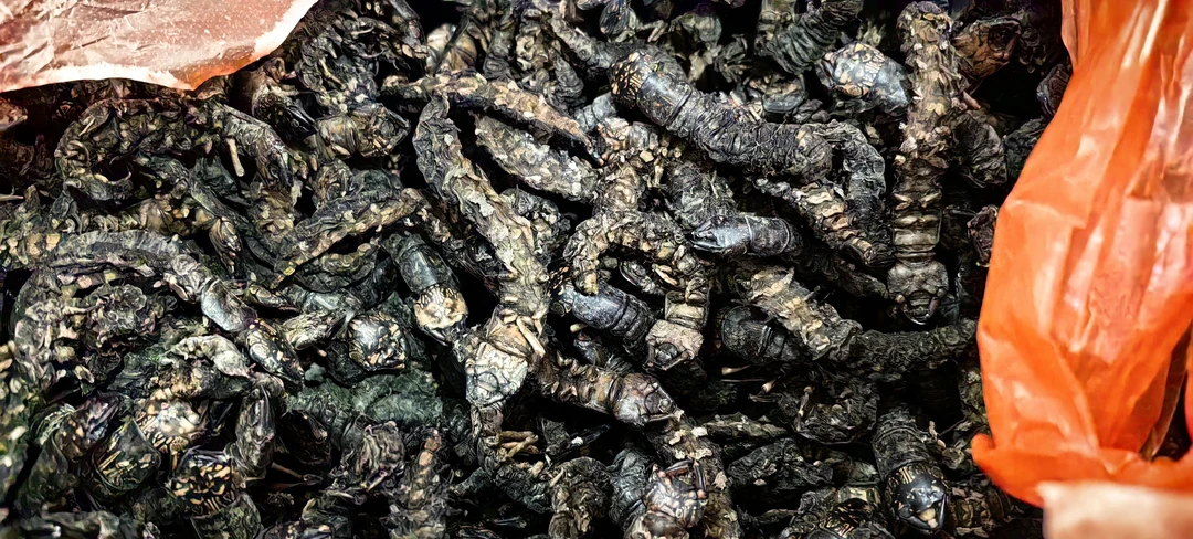 水蜈蚣干品打口粮鸟食配水蜈蚣喂干货晒干真空装画眉食用虫