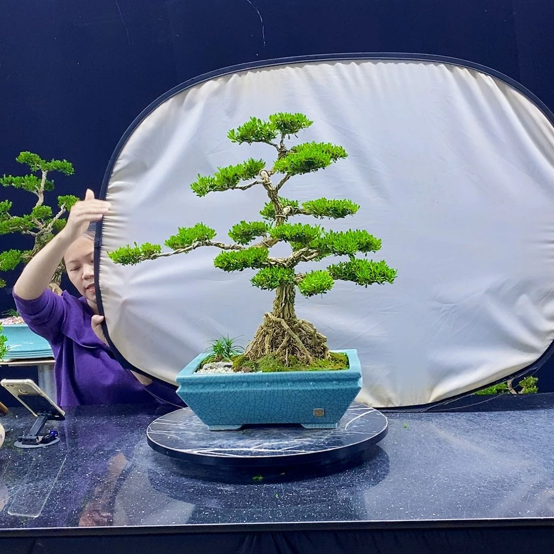 无花朵黄杨盆景造型