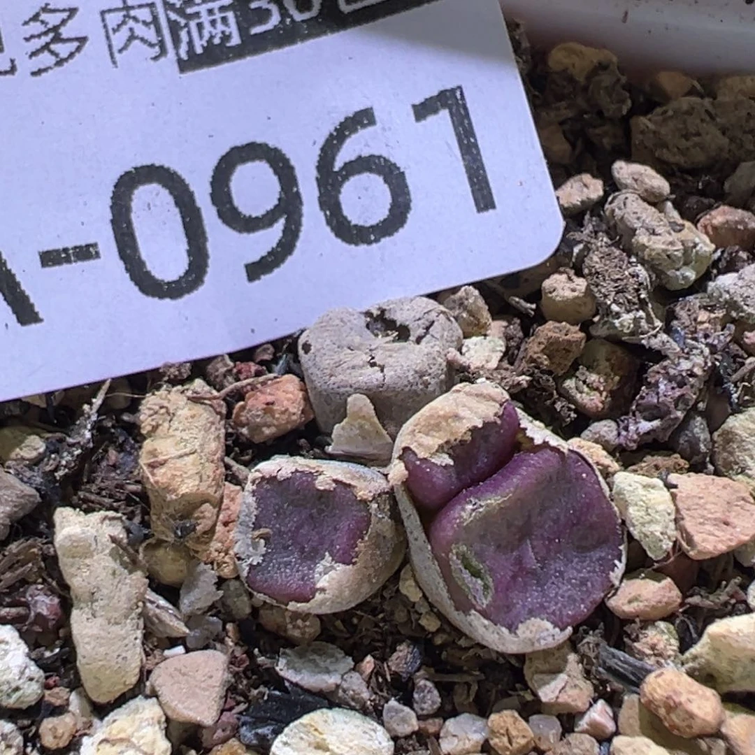 多肉植物111111111111111