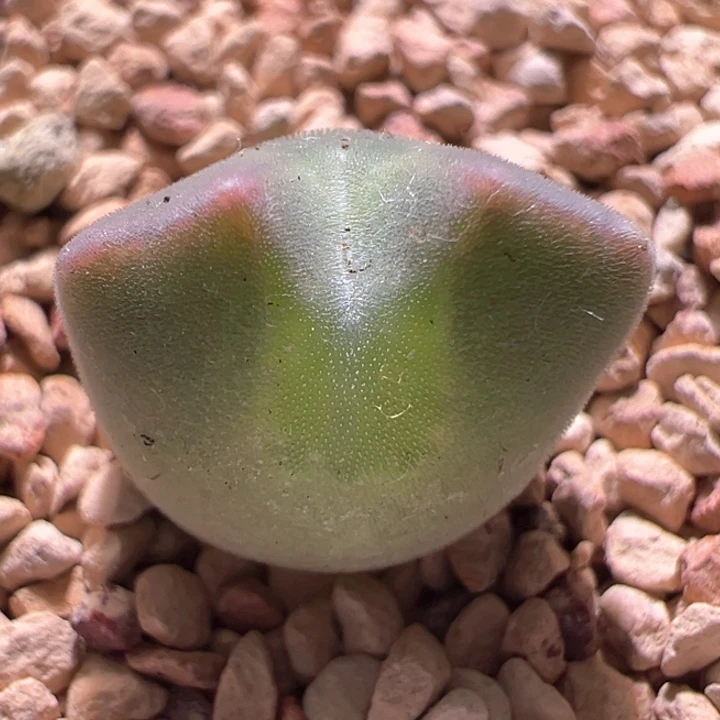 A974专拍。 . 青蛙种源优选两年大眼空蝉。  八八折后价。