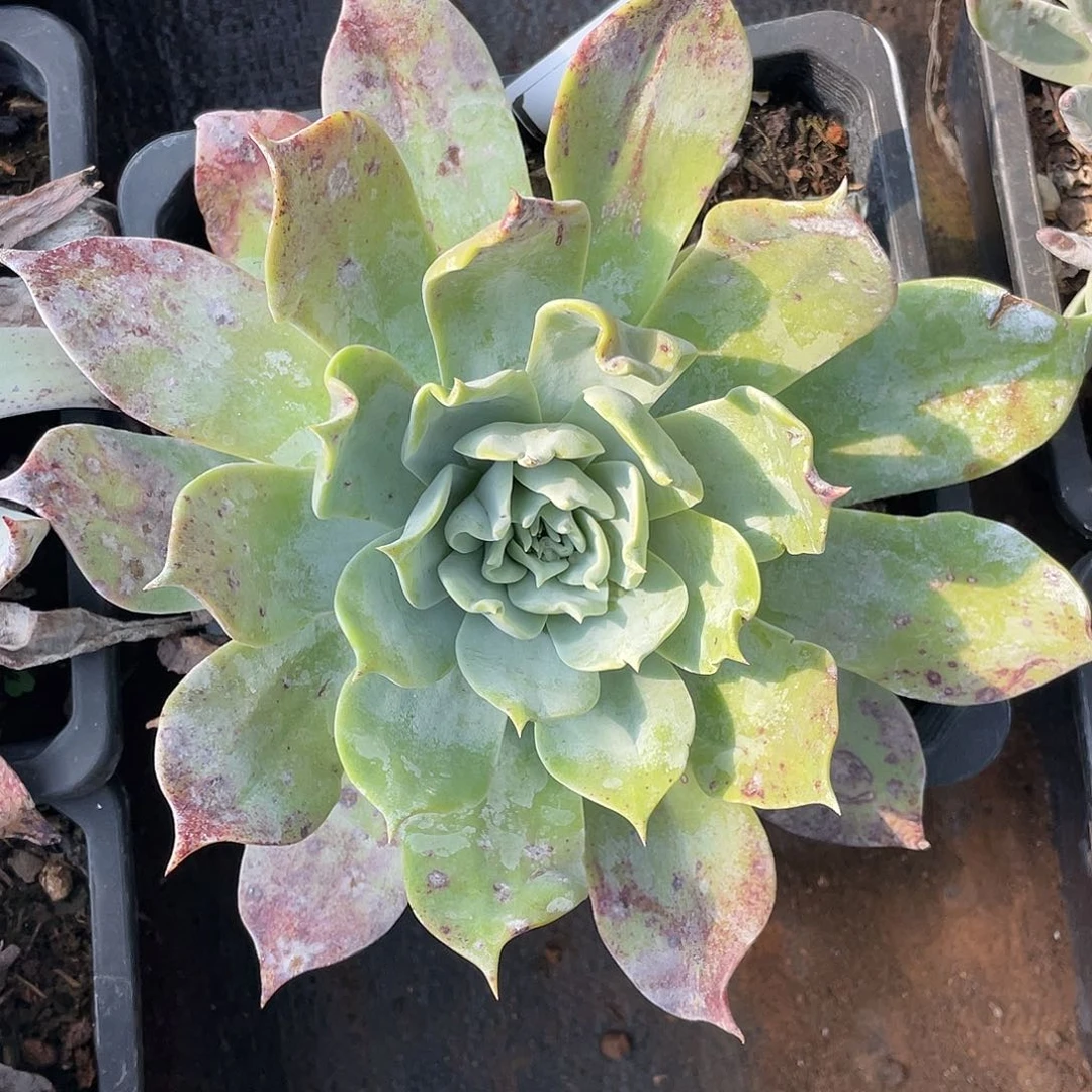 浦西飞克单头11145