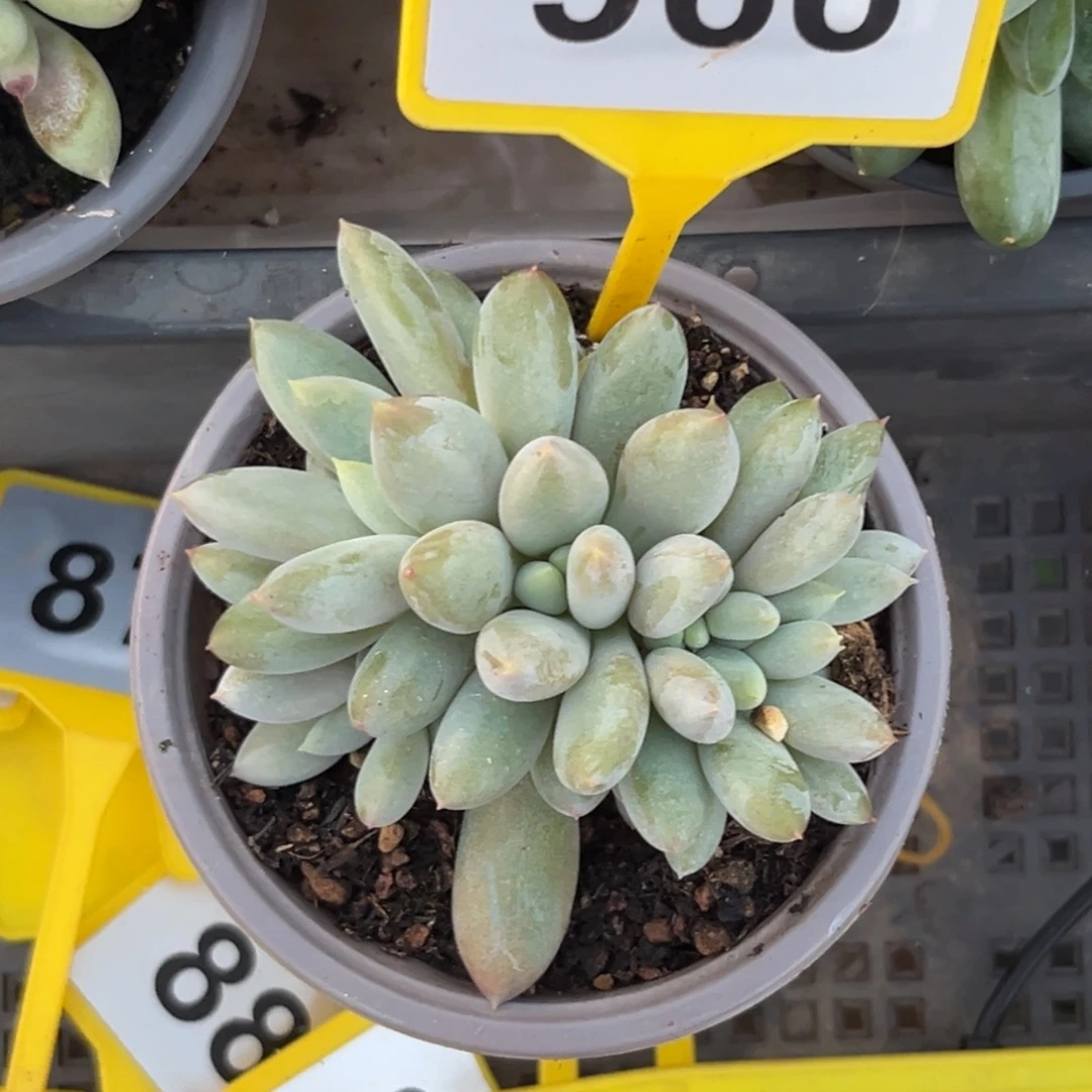 多肉植物彩体哥特966