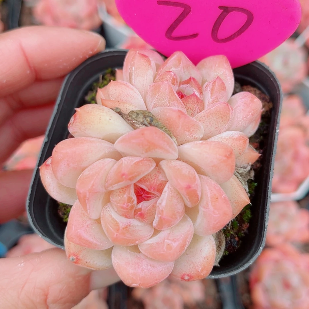 20号小老桩糖心双头