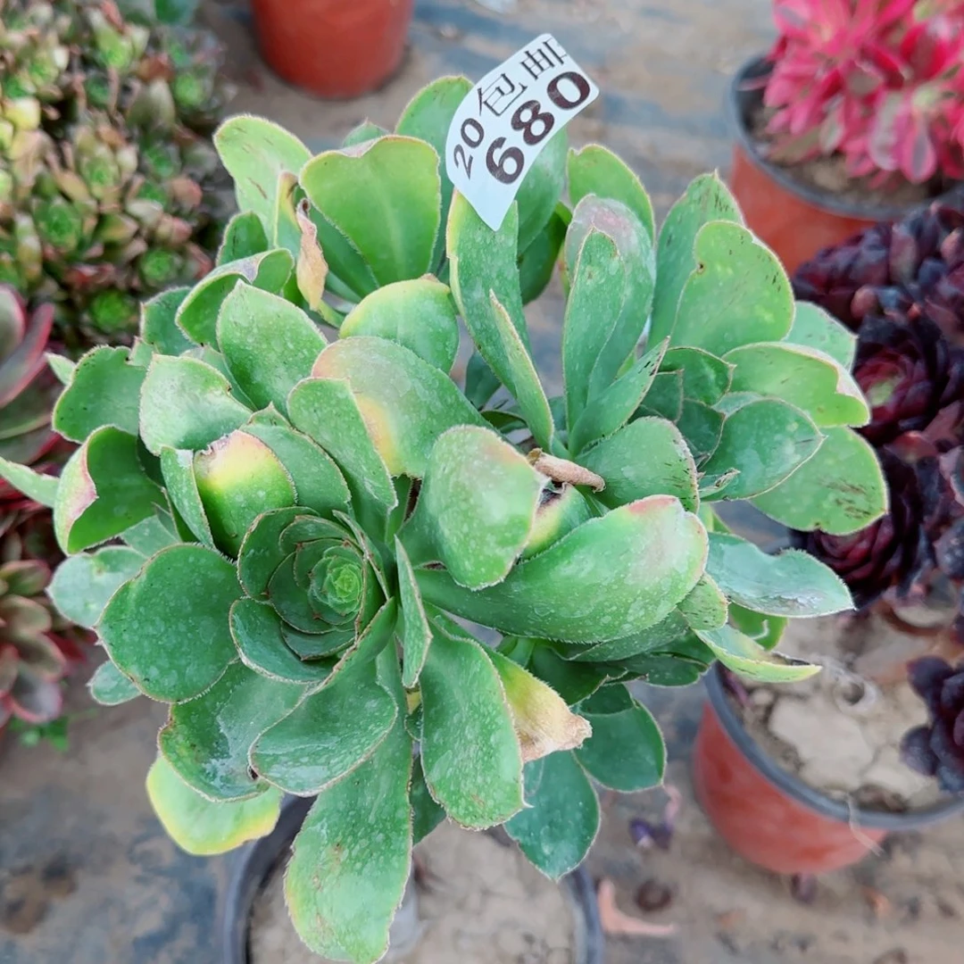艳姿多肉680满20包邮断枝不包