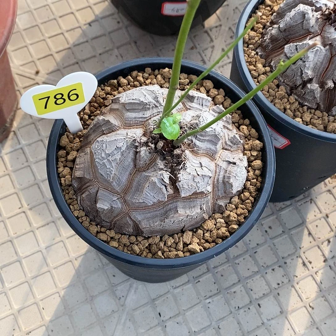 嚒*鸭南非龟甲龙龟甲龙