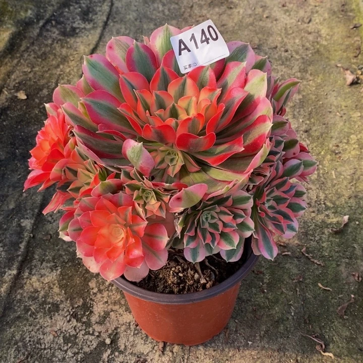 女巫多肉植物140