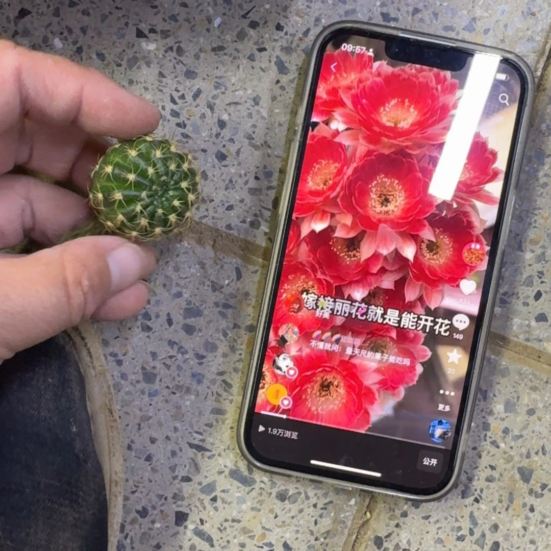 224丽花Rw2歪无根侧牙2公分左右，20包邮
