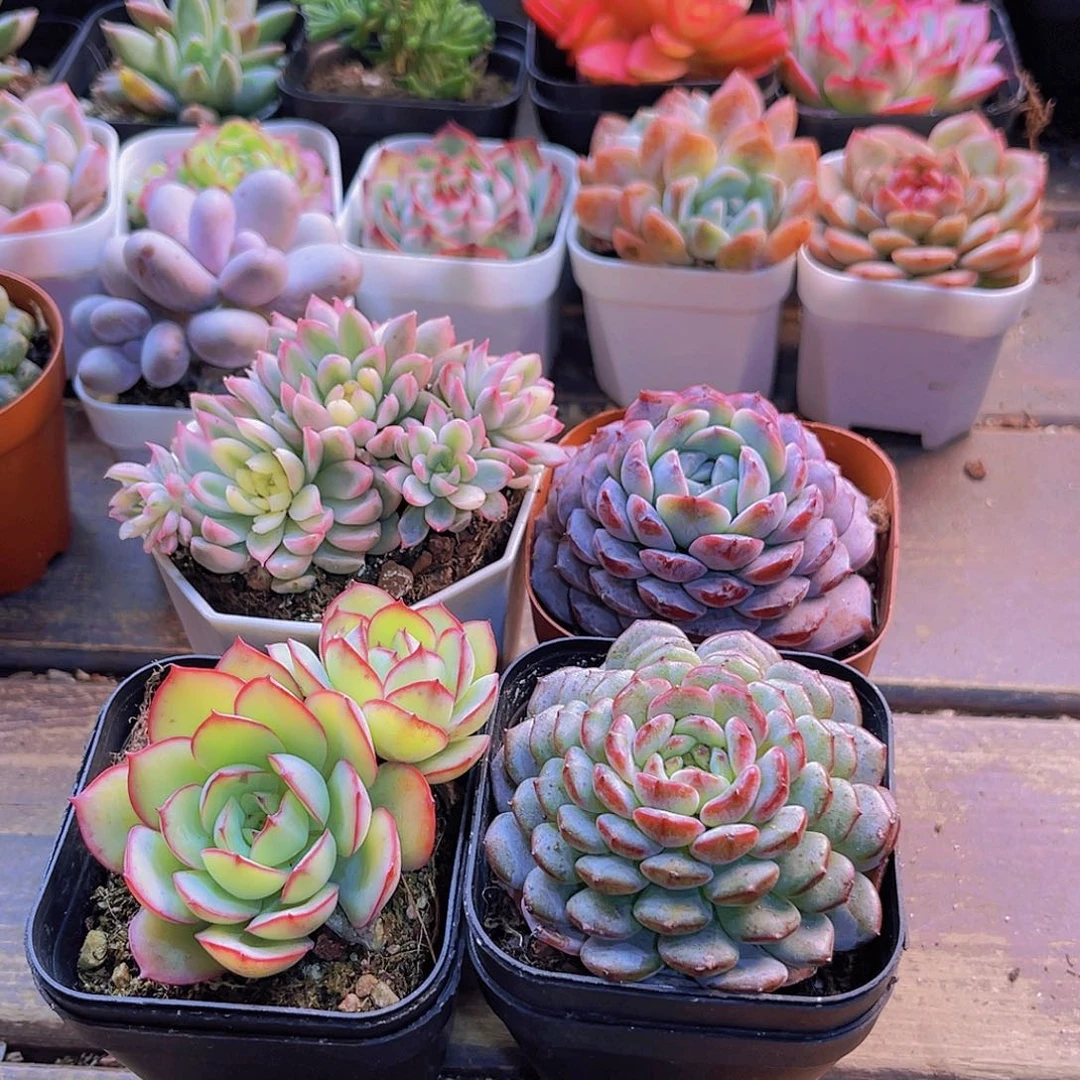 女雏锦。牡丹亭。白胖。恩宠