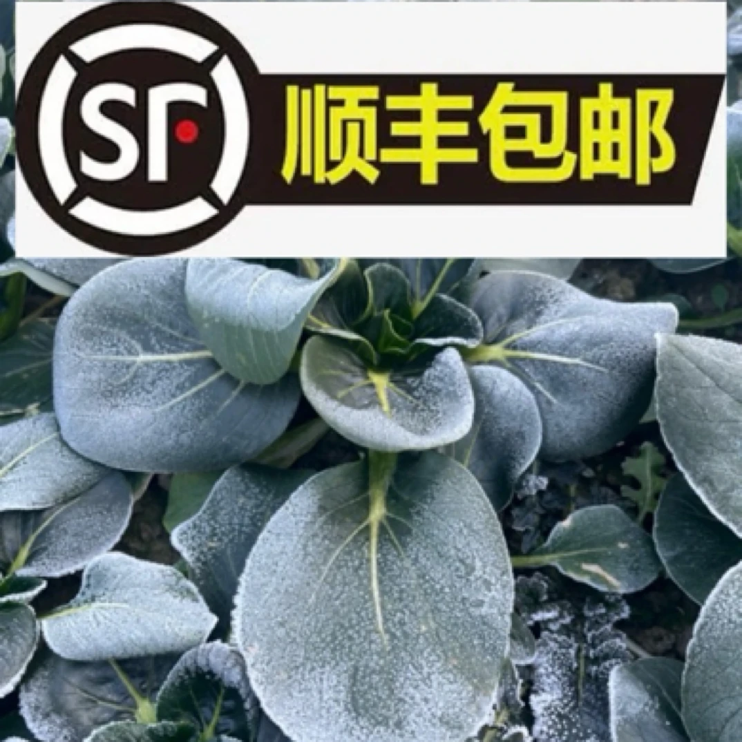 (顺丰包邮)桑田种植农家自产霜冻矮脚青苏州青(小颗)