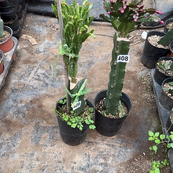 409+408嫁接蟹爪兰：红桑巴紫异类