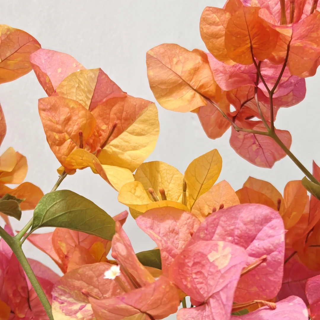 阿达娜 带花原盆可爬藤适合阳台庭院勤花好养非一物一拍