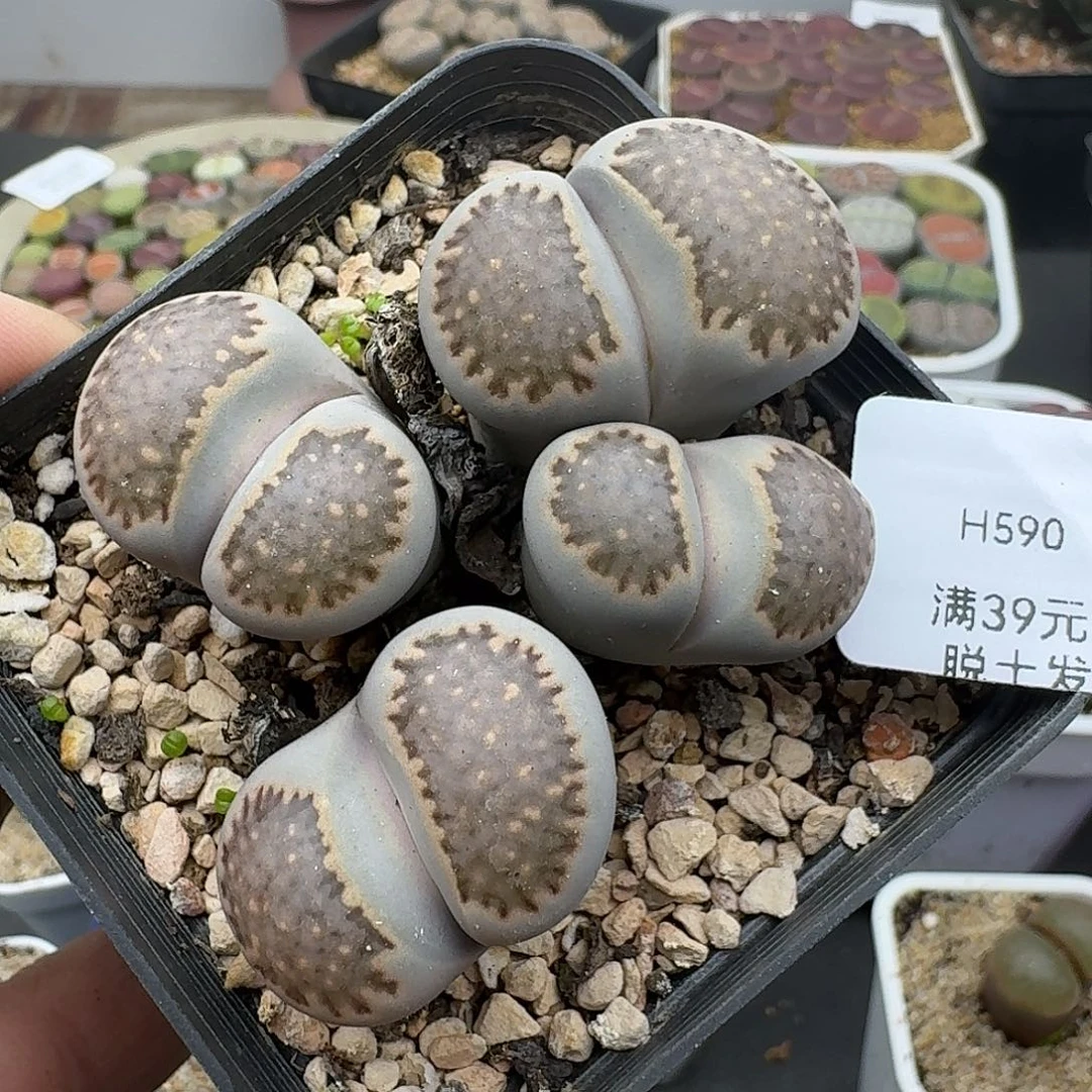 590脱土发货哈哈哈哈哈哈哈