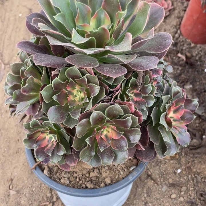 无花朵082多肉植物香妃