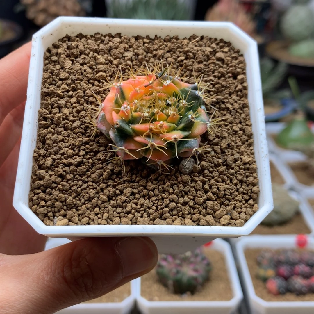 帝冠锦多肉自根带盆缀化