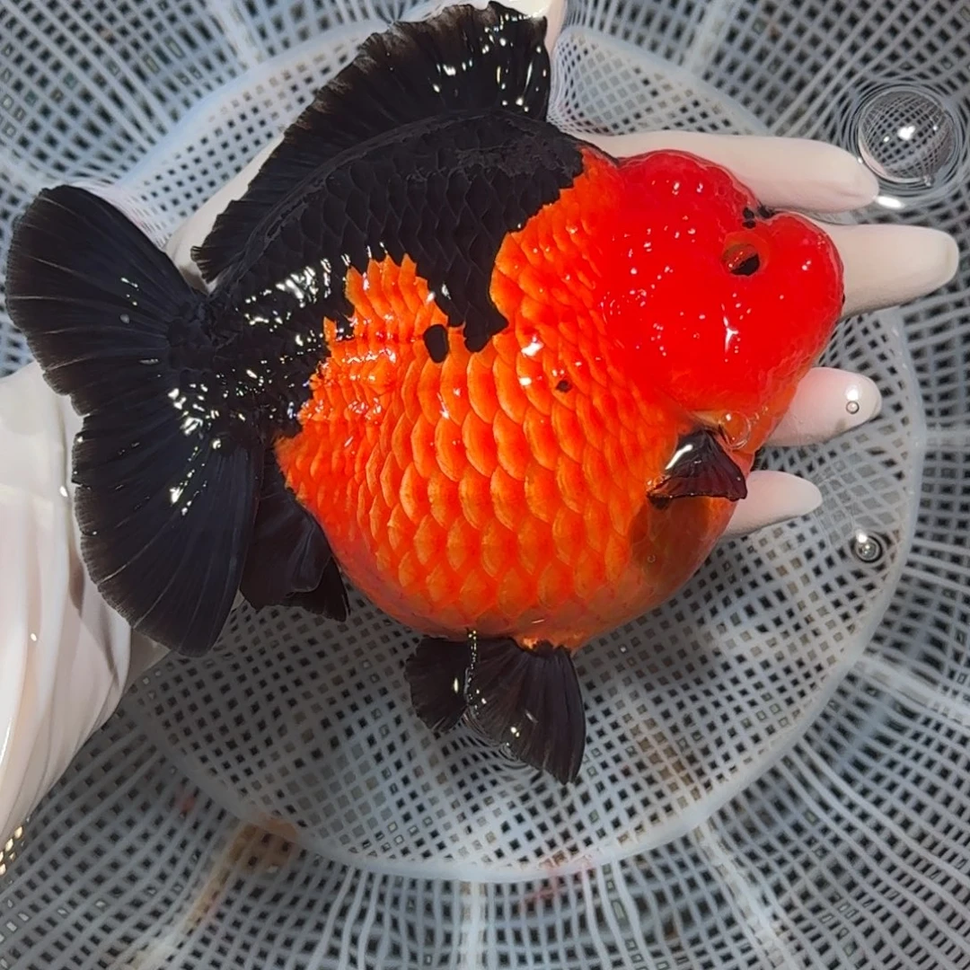 海水鱼种鱼短尾将军狮子