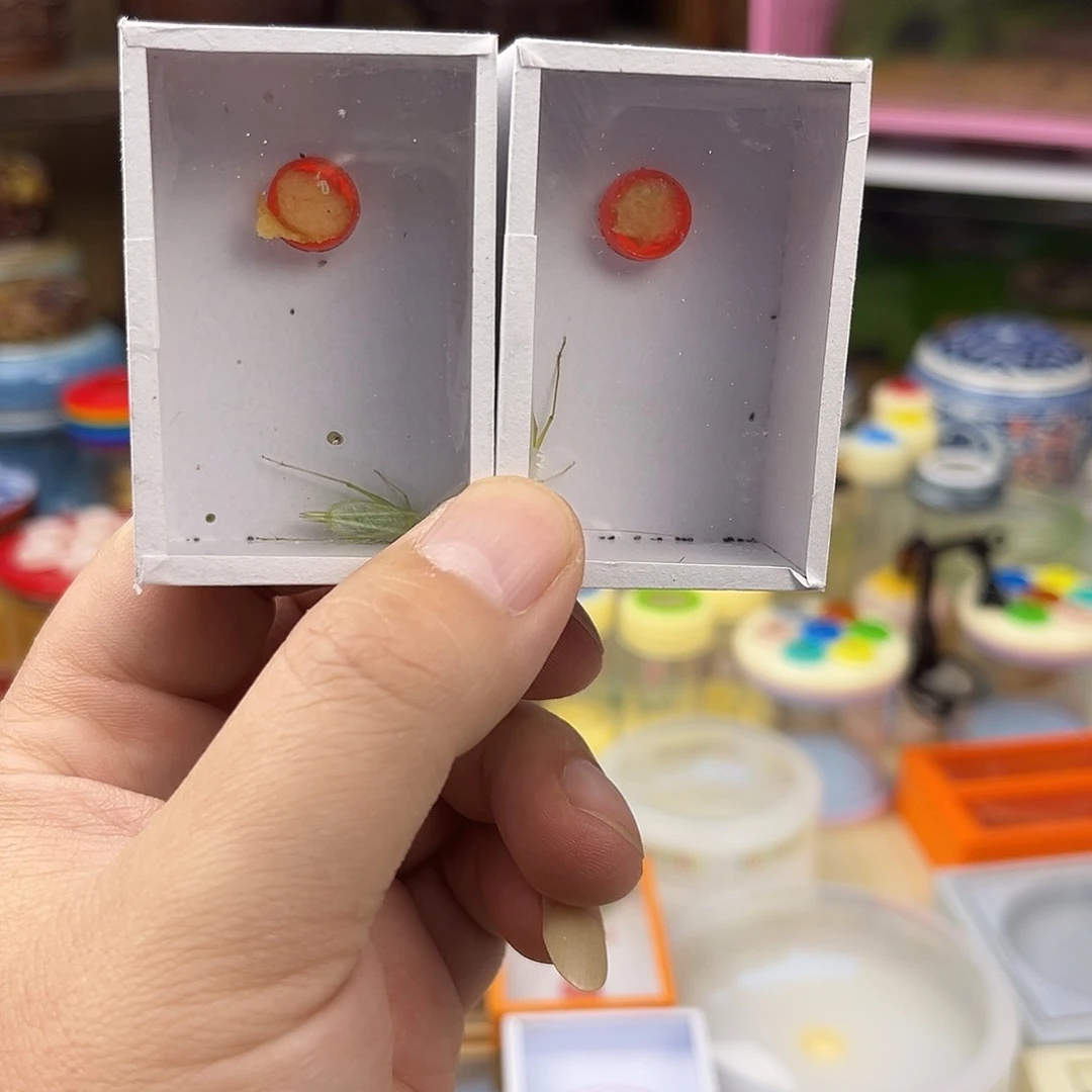 两条精品人工青竹蛉