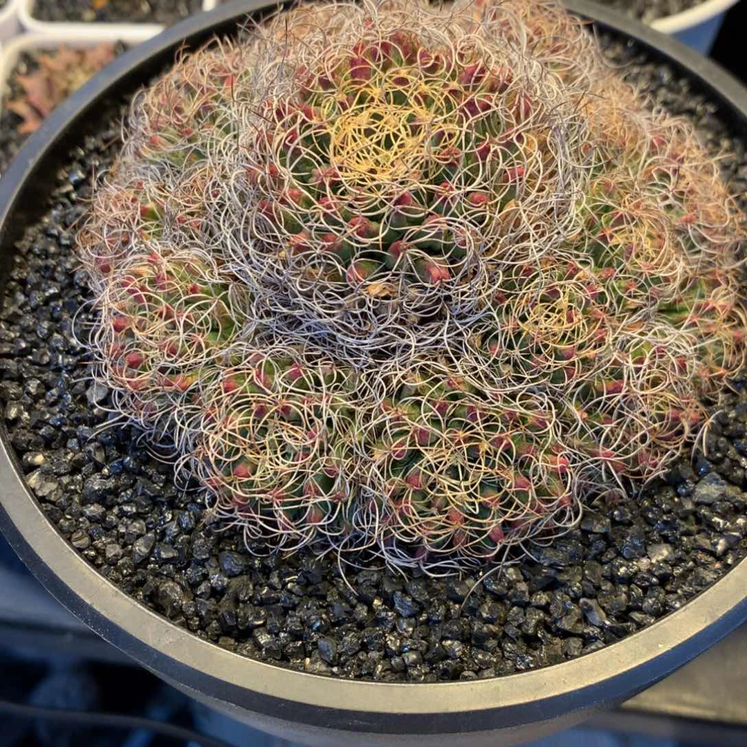 胡**堂专拍一物一拍。