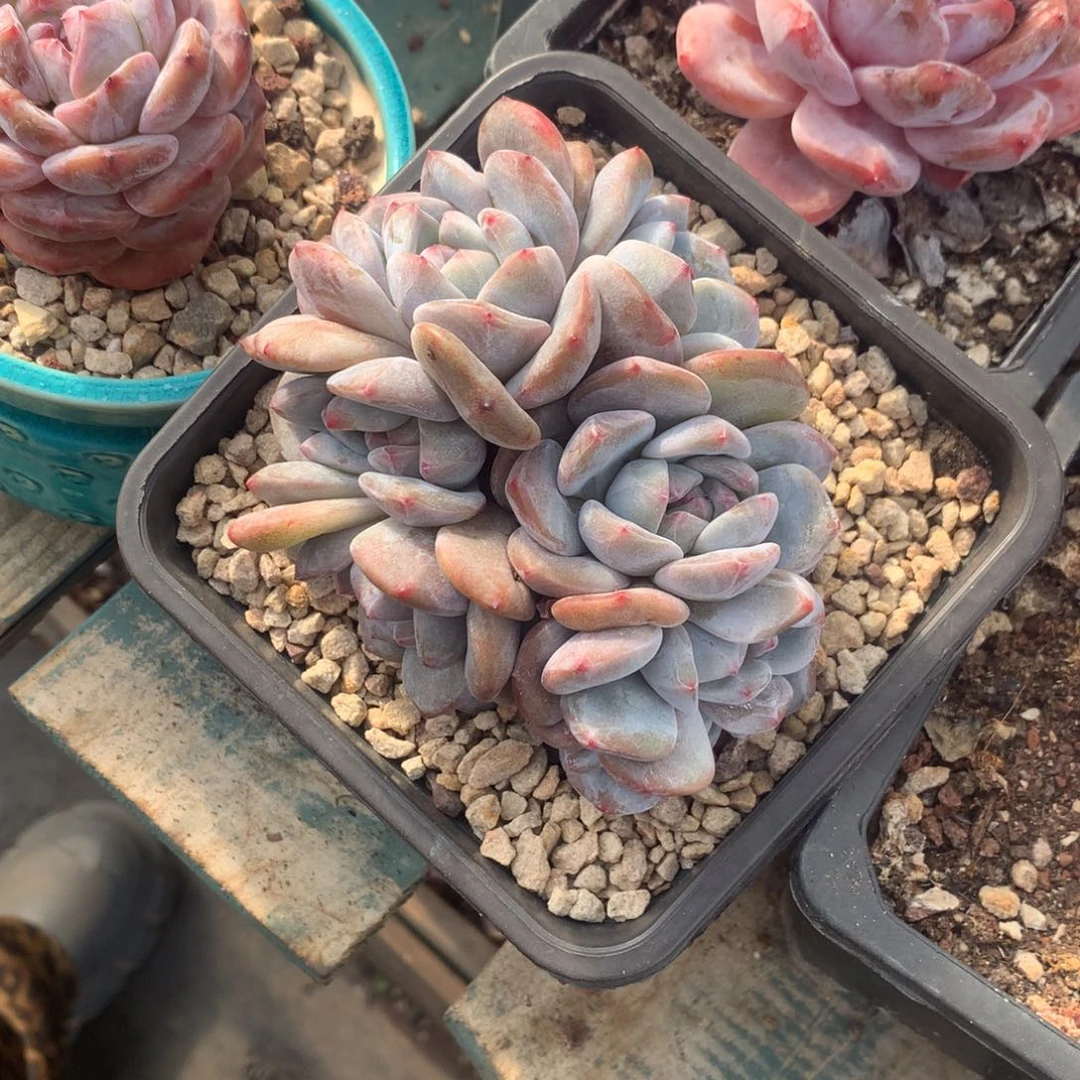 石榴籽绿底花花花花