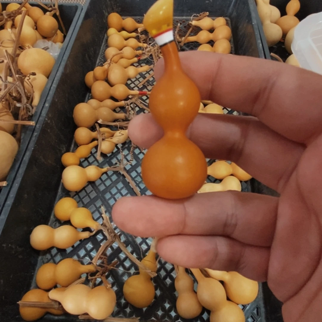 木老皮天津嘴手捻葫芦