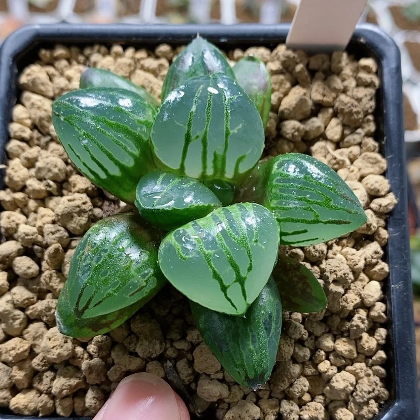 【闪购商品】31巨大翠虎