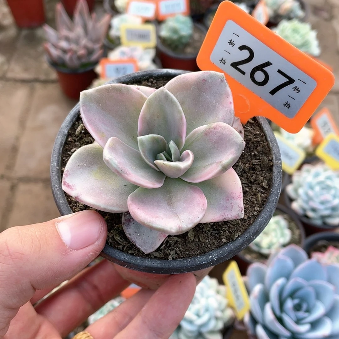 【闪购商品】267号
