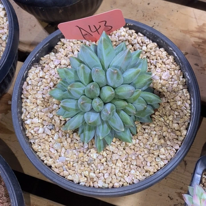 胧***月这些东西你就可以随便