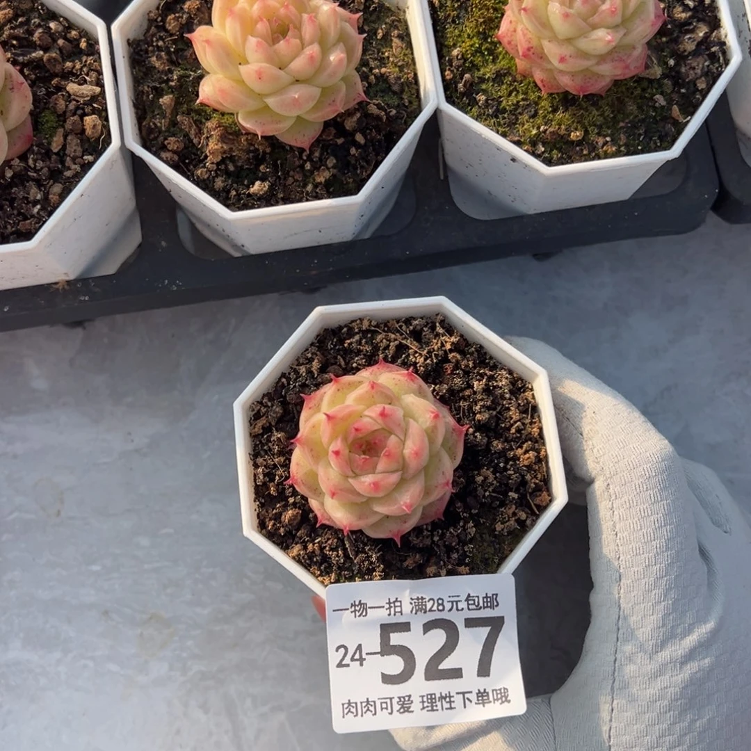 十*灵眸多肉多肉多肉多