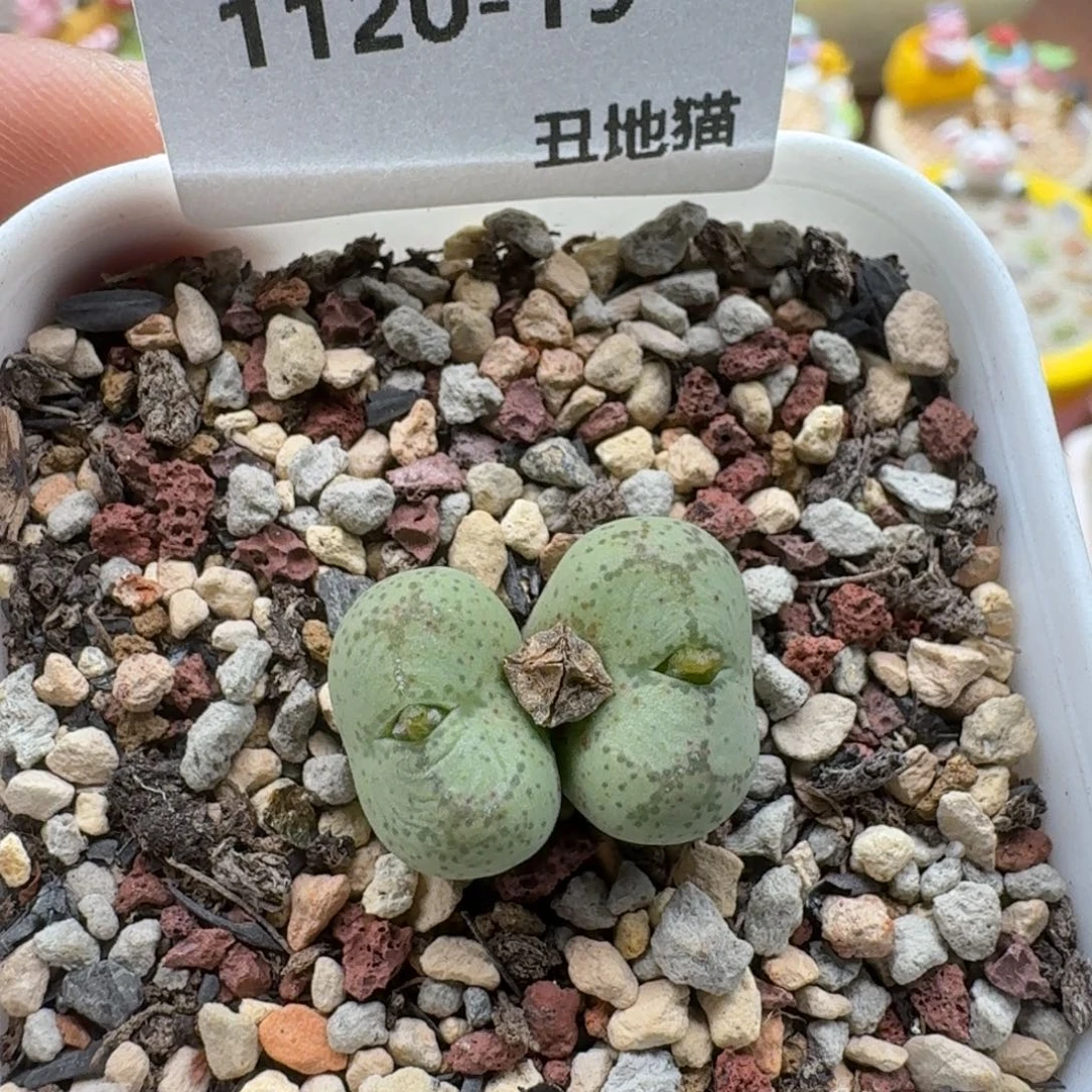 1120-019猴脸肉锥