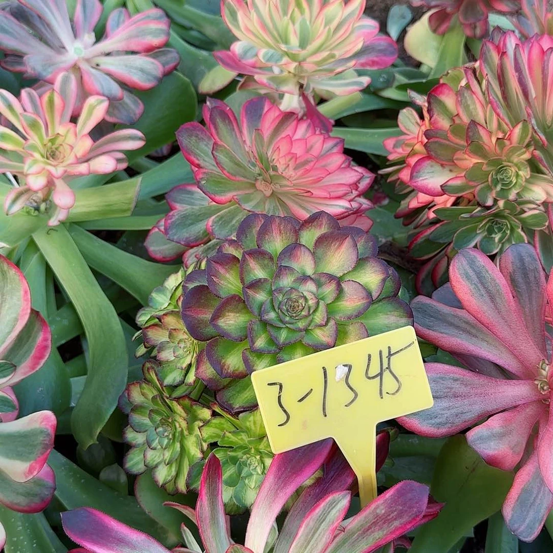 3+1345+-+海王七彩多头