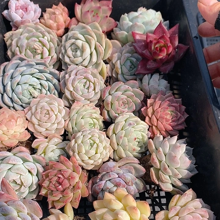 24 多肉植物盆栽花卉植物