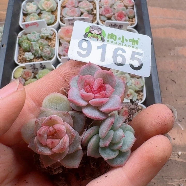 宸***浠多肉植物多肉植物
