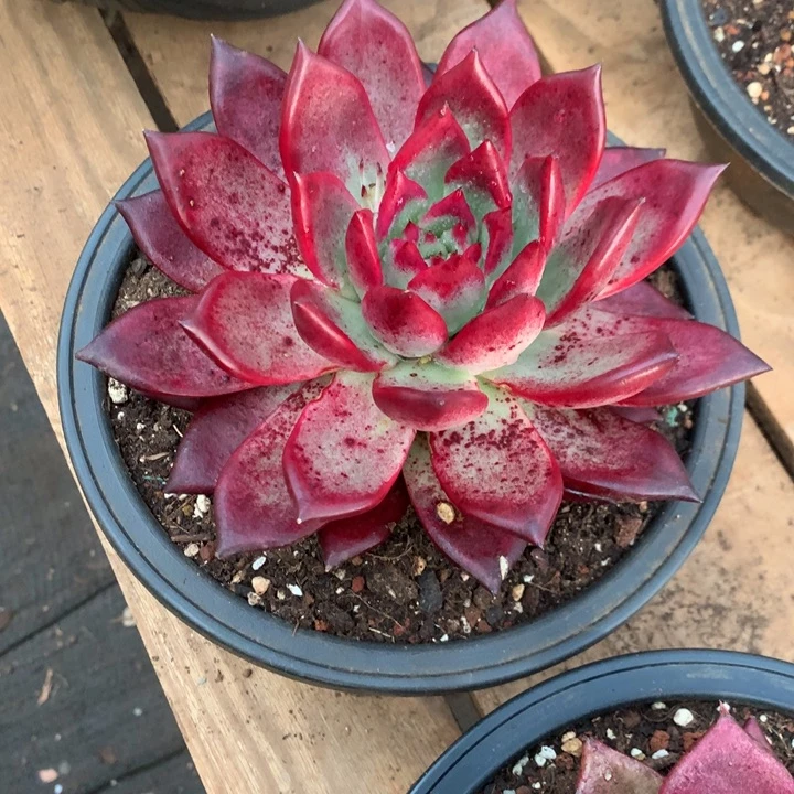 美肉特价活动开始啦