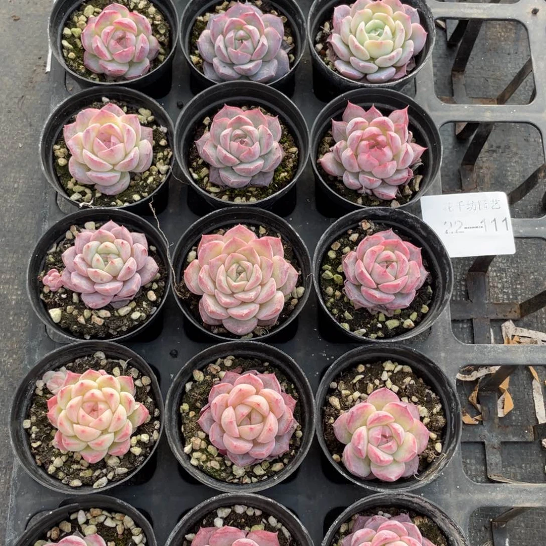 一物一拍18棵22-111