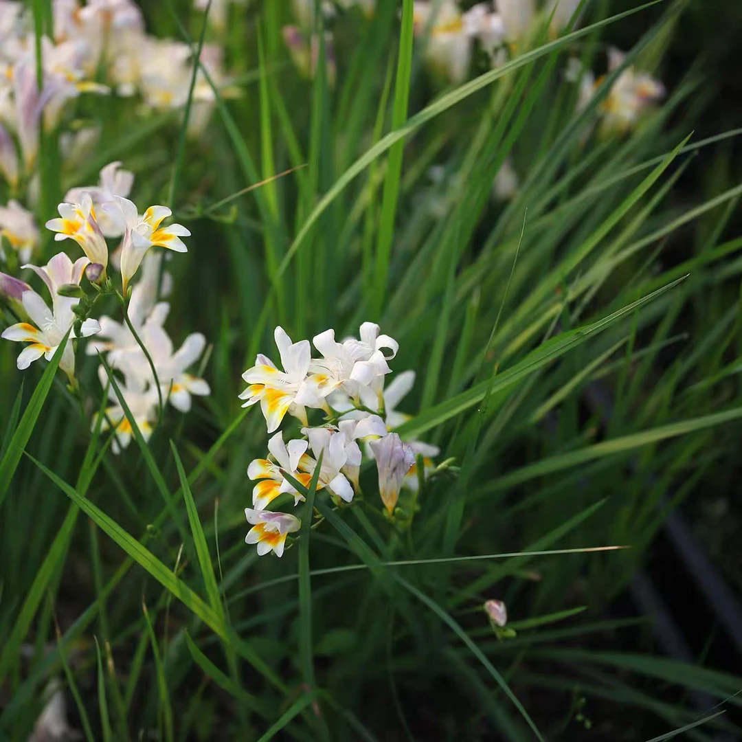Freesia  fucata  南非原生小苍兰 带盆发 一盆多棵