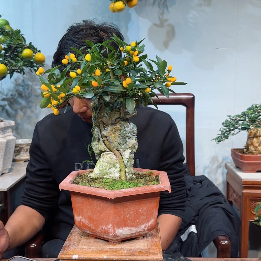 当前无花朵，栽培后可花朵P****商