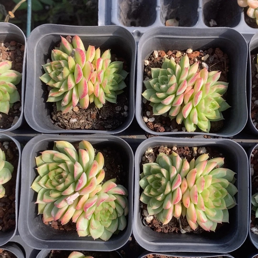 女王双头一颗量拍多肉满20元包邮满26送一颗